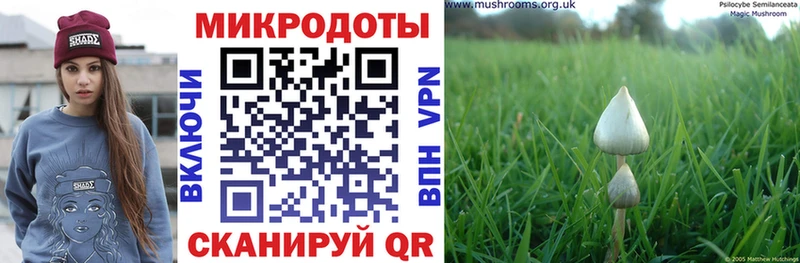 Галлюциногенные грибы Psilocybine cubensis  Тверь 